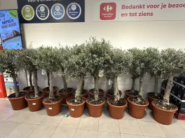 Olijfbomen